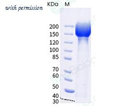 Sino Biological 40589-V08H29 image 1