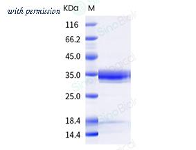 Sino Biological 69083-A08B image 1