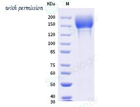 Sino Biological 40589-V08H18 image 1