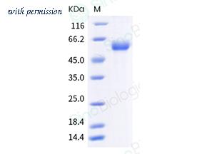 Sino Biological 40733-V08B image 1