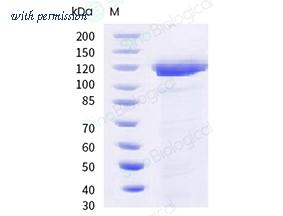 Sino Biological 54867-M08H image 1