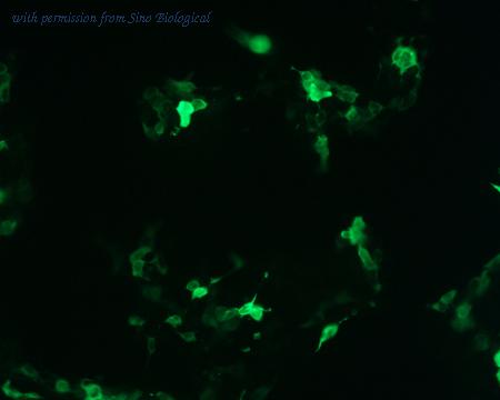 Sino Biological HG10044-NF image 1