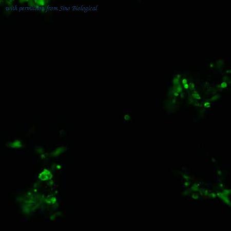 Sino Biological HG10195-NF image 1