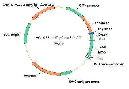 Sino Biological HG10364-UT image 1