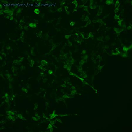 Sino Biological HG10467-CF image 1
