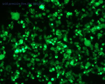 Sino Biological HG10763-ACG image 1