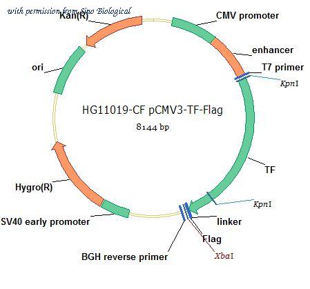 Sino Biological HG11019-CF image 1