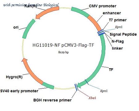 Sino Biological HG11019-NF image 1