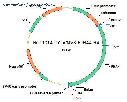 Sino Biological HG11314-CY image 1