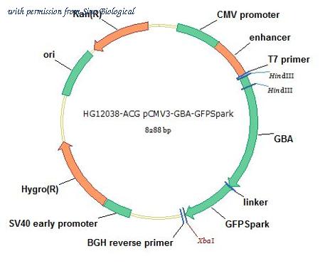 Sino Biological HG12038-ACG image 1