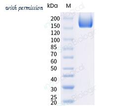 Sino Biological 40589-V08H37 image 1