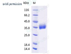 Sino Biological 40592-V08H142 image 1