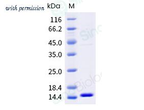 Sino Biological 40532-V08B3 image 1