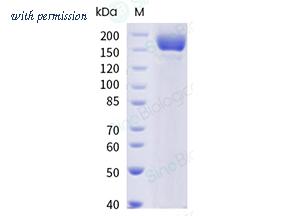 Sino Biological 40589-V08H36 image 1