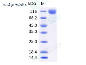 Sino Biological 40591-V08H46 image 1