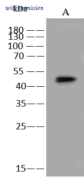 Sino Biological 50110-T48 image 1