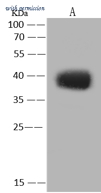 Sino Biological 50083-T48 image 1