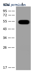 Sino Biological 50010-T52 image 1