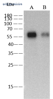 Sino Biological 40398-MM13 image 1