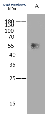 Sino Biological 40323-MM09 image 1