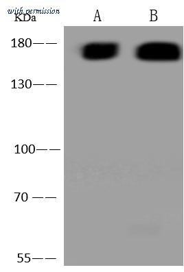 Sino Biological 310860-T44 image 1