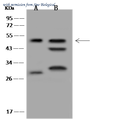 Sino Biological 310201-T36 image 1