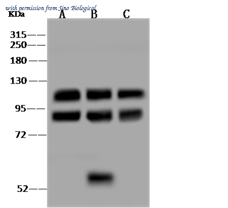 Sino Biological 310194-T46 image 1