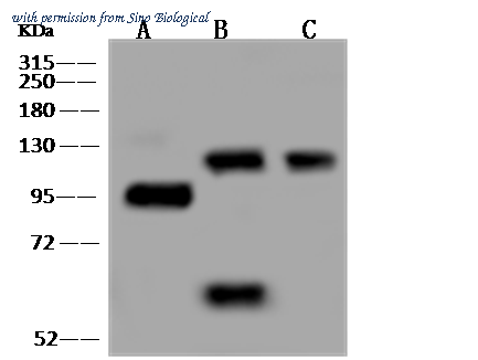 Sino Biological 310193-T38 image 1