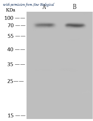 Sino Biological 207580-T36 image 1