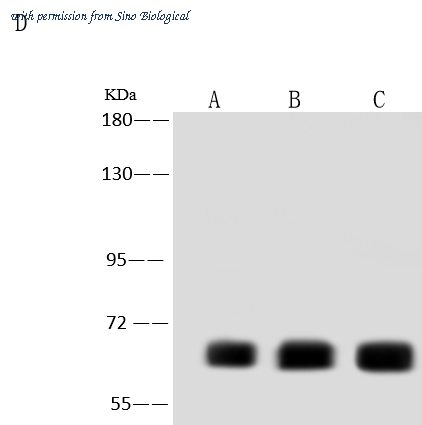 Sino Biological 207440-T36 image 1