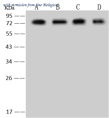 Sino Biological 207420-T36 image 1
