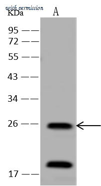 Sino Biological 207033-T40 image 1