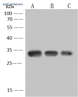 Sino Biological 206638-T38 image 1