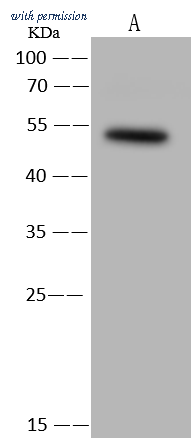 Sino Biological 205646-T40 image 1