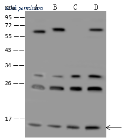 Sino Biological 205254-T36 image 1