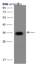 Sino Biological 205252-T46 image 1