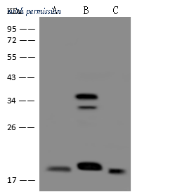Sino Biological 205250-T36 image 1
