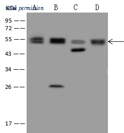 Sino Biological 205210-T36 image 1