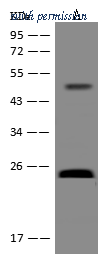 Sino Biological 205208-T38 image 1