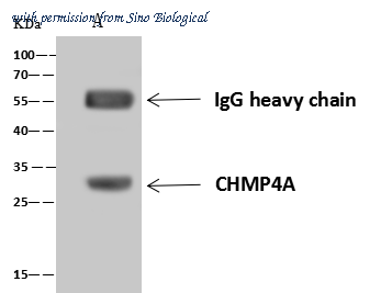 Sino Biological 204868-T04 image 1