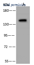 Sino Biological 204775-T36 image 1