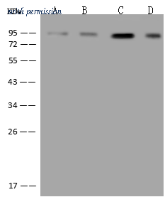 Sino Biological 204724-T36 image 1