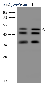 Sino Biological 204647-T40 image 1