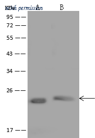Sino Biological 204441-T44 image 1