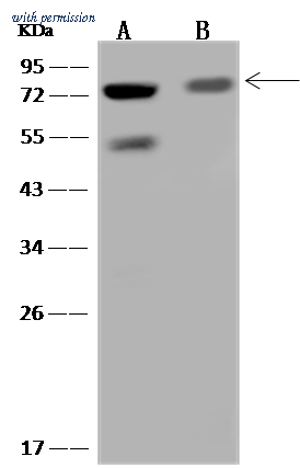 Sino Biological 204427-T38 image 1