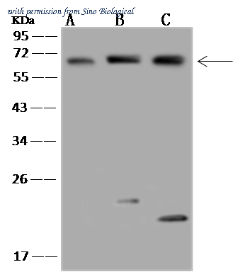 Sino Biological 204369-T38 image 1