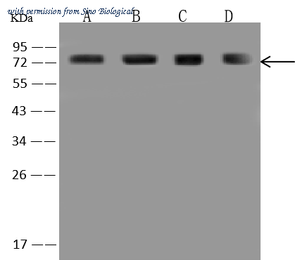 Sino Biological 204319-T38 image 1