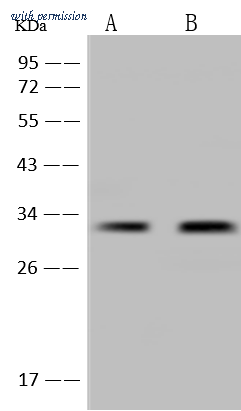 Sino Biological 204290-T36 image 1