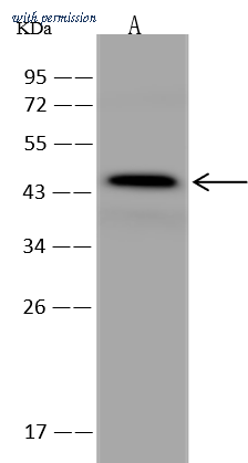 Sino Biological 204154-T38 image 1