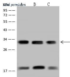 Sino Biological 203794-T36 image 1